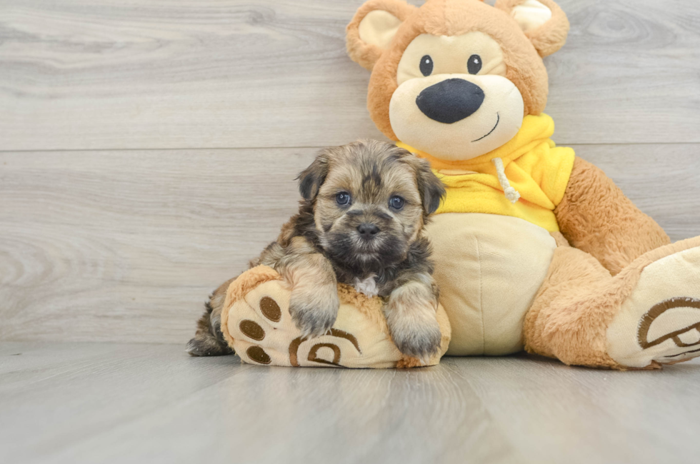 8 week old Teddy Bear Puppy For Sale - Puppy Love PR