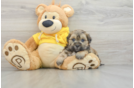 Teddy Bear Puppy for Adoption