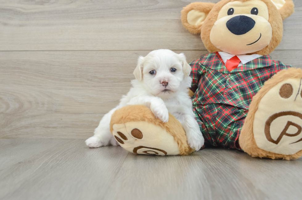 5 week old Teddy Bear Puppy For Sale - Puppy Love PR