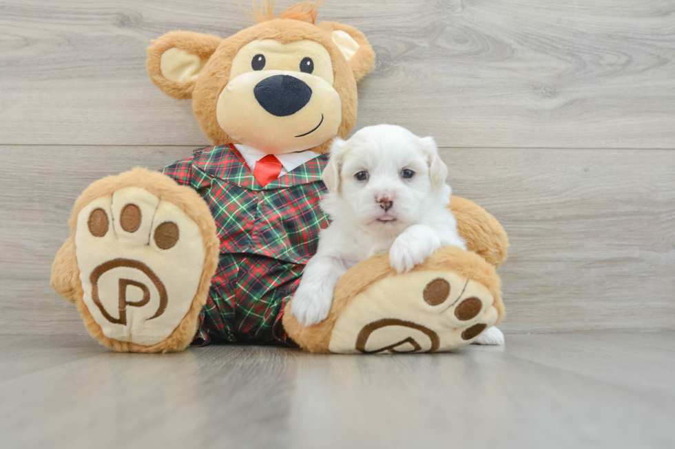 Popular Teddy Bear Designer Pup