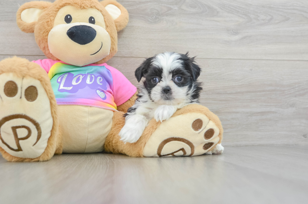 6 week old Teddy Bear Puppy For Sale - Puppy Love PR