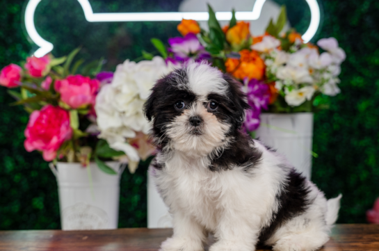 Cute Teddy Bear Designer Pup