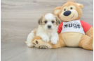 Popular Teddy Bear Designer Pup