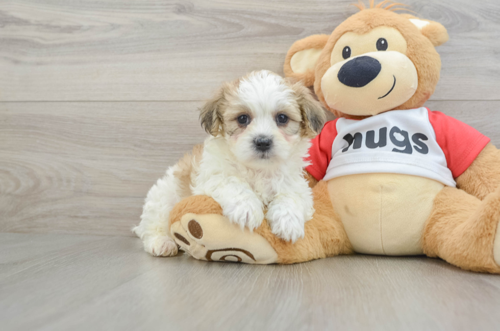 6 week old Teddy Bear Puppy For Sale - Puppy Love PR
