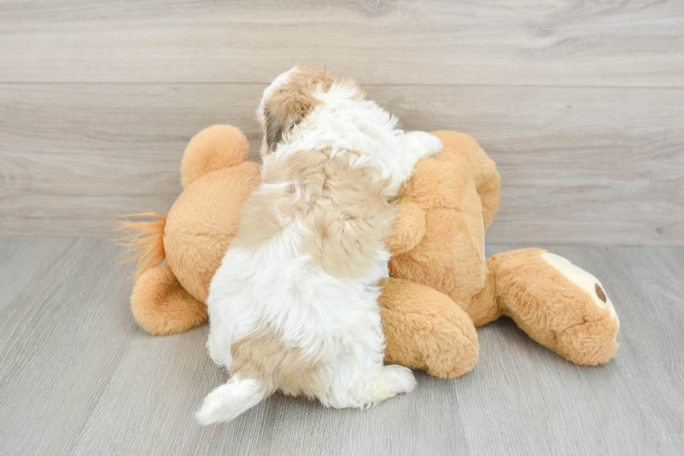 Friendly Teddy Bear Baby