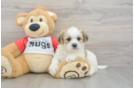 Teddy Bear Pup Being Cute