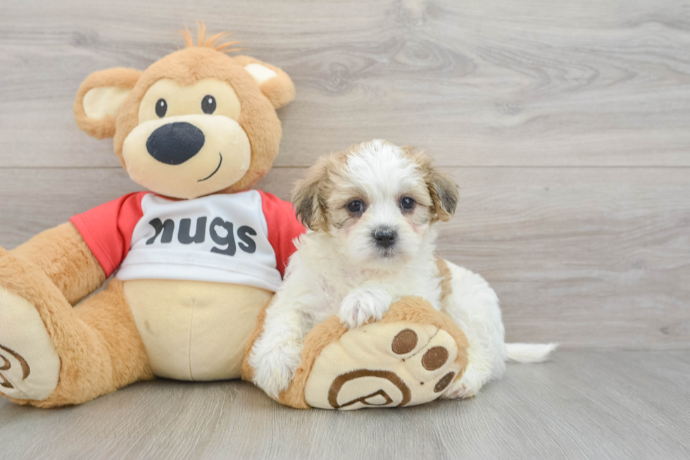 Teddy Bear Pup Being Cute