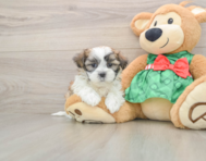 6 week old Teddy Bear Puppy For Sale - Puppy Love PR