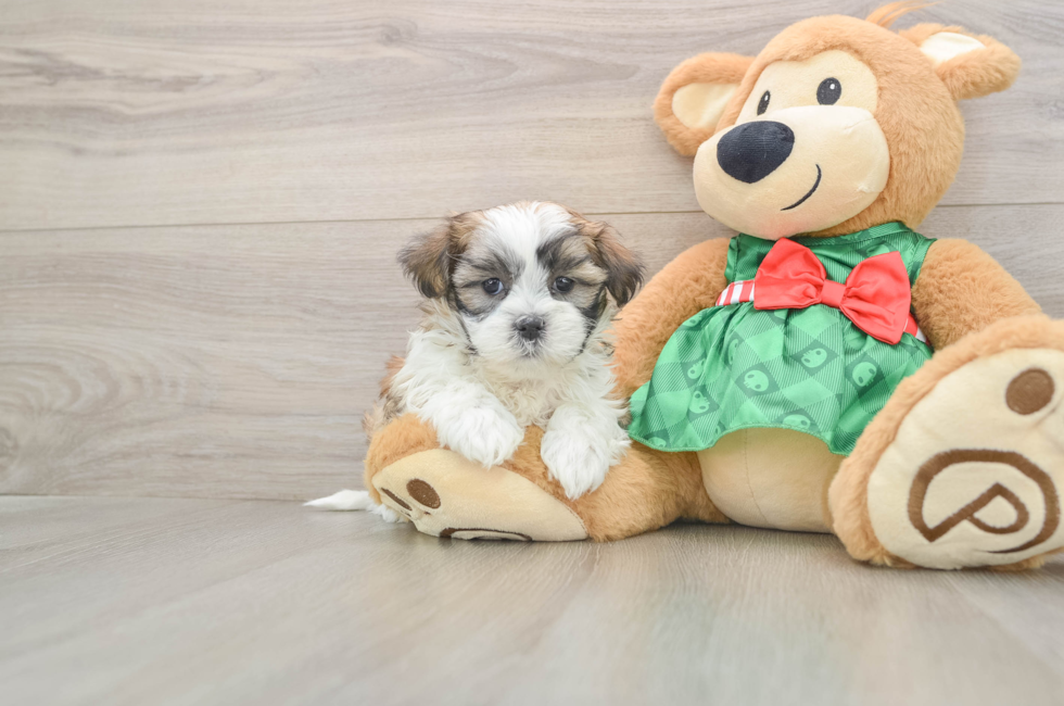 6 week old Teddy Bear Puppy For Sale - Puppy Love PR
