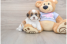 Teddy Bear Puppy for Adoption