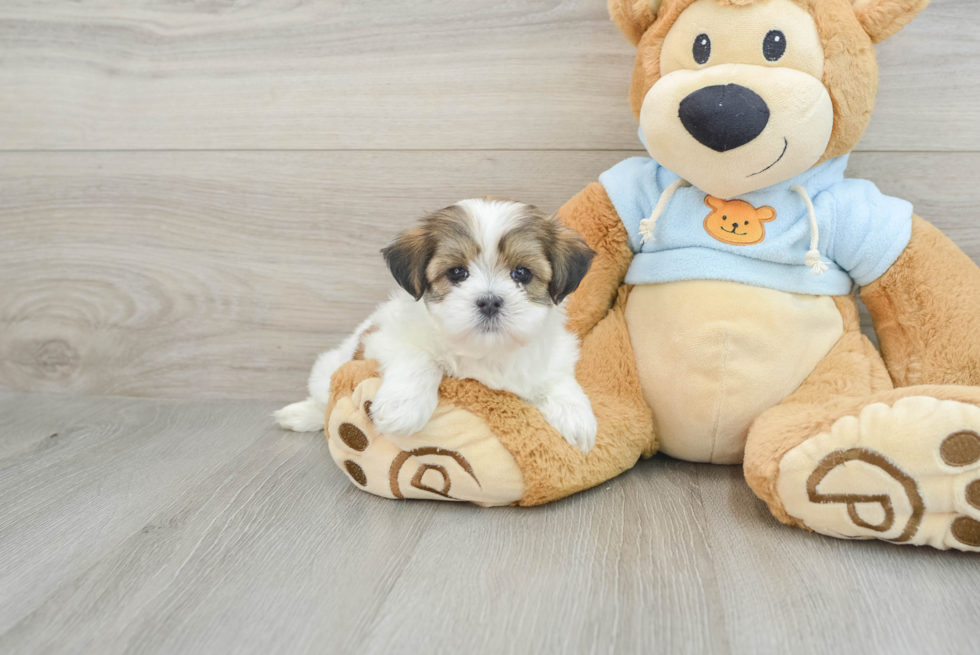 Smart Teddy Bear Designer Pup