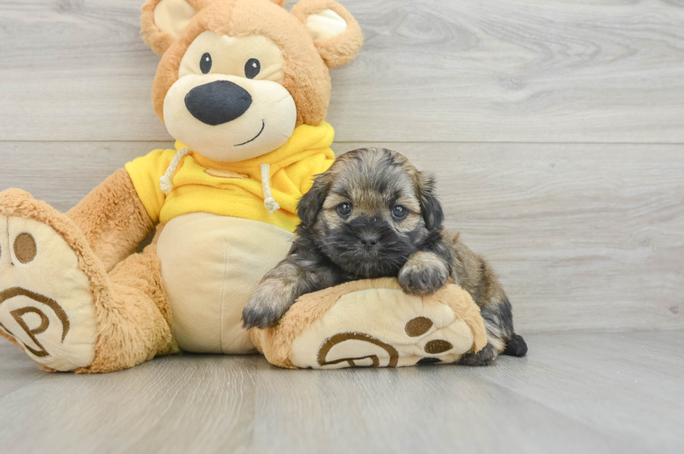 8 week old Teddy Bear Puppy For Sale - Puppy Love PR