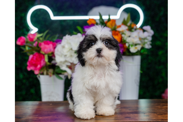 Teddy Bear Pup Being Cute
