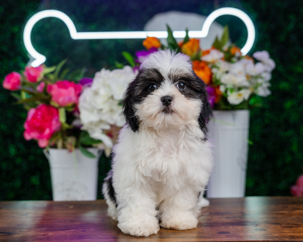 Teddy Bear Pup Being Cute