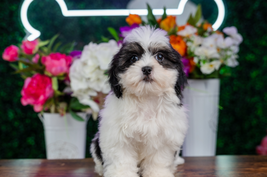 Teddy Bear Pup Being Cute