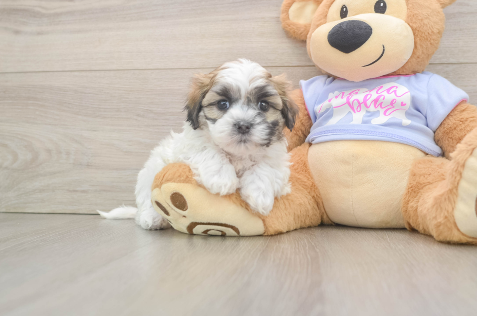 6 week old Teddy Bear Puppy For Sale - Puppy Love PR