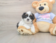 7 week old Teddy Bear Puppy For Sale - Puppy Love PR