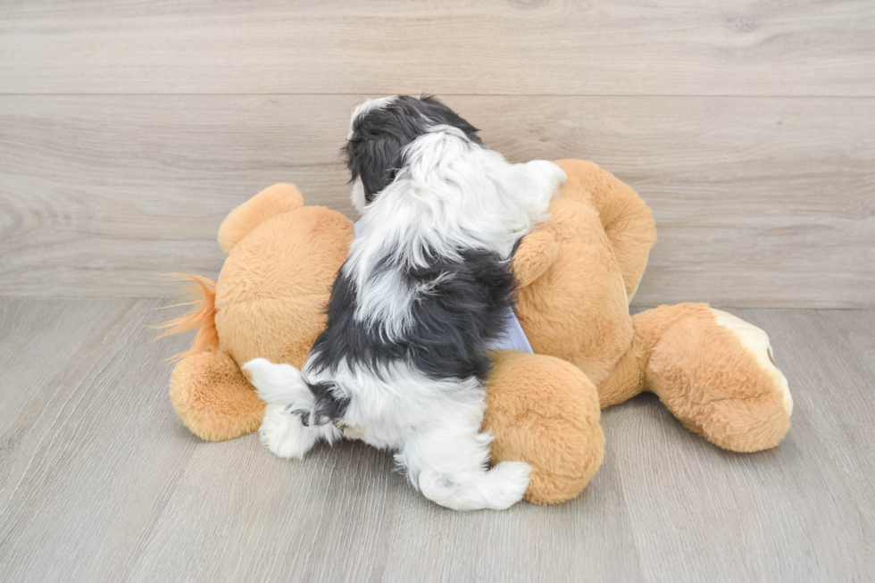 Popular Teddy Bear Designer Pup