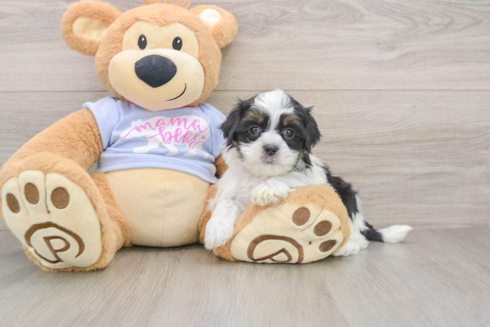 Best Teddy Bear Baby