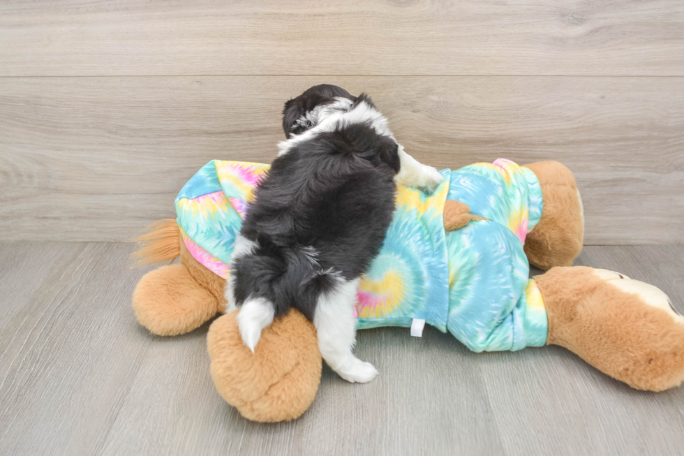 Best Teddy Bear Baby