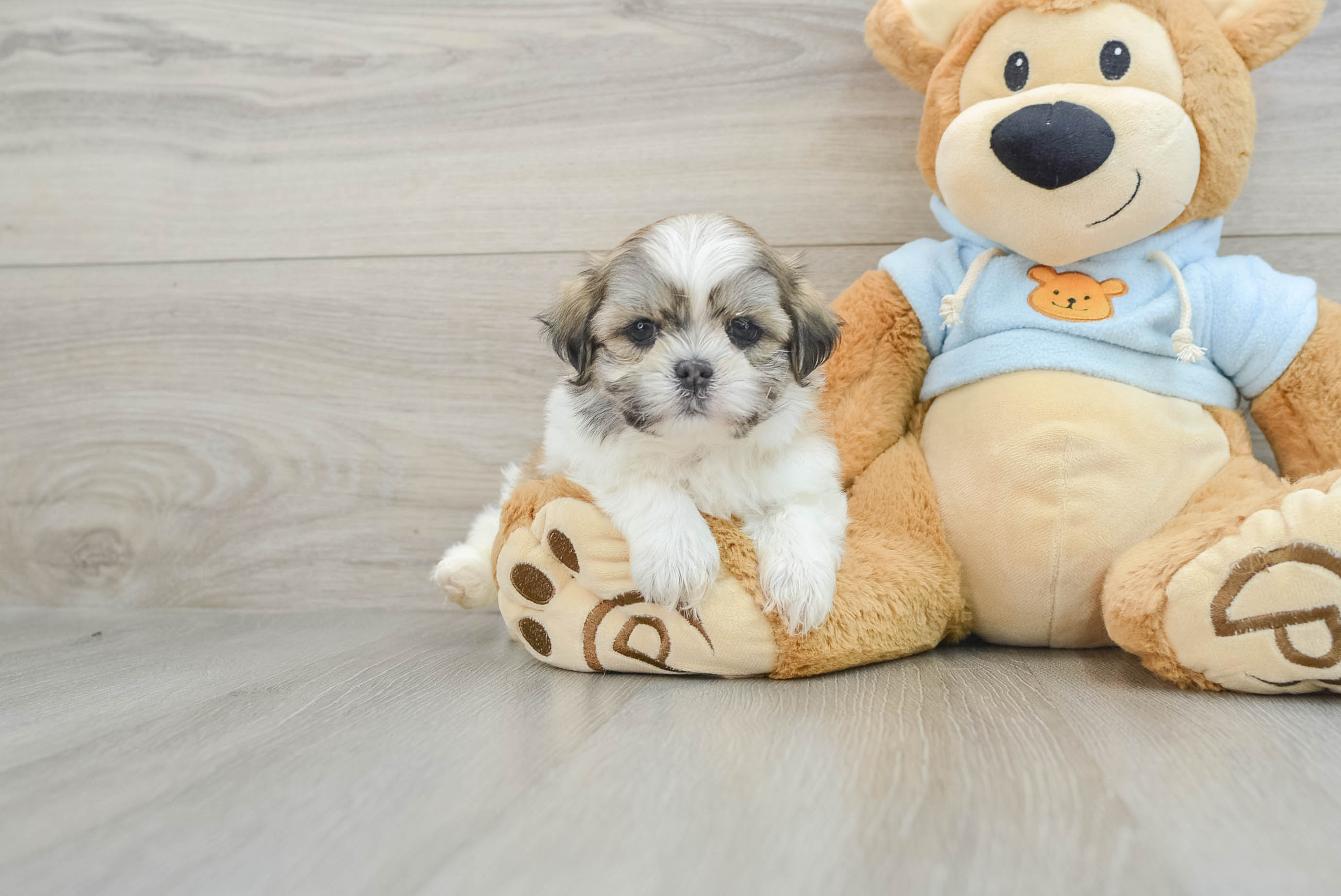 Best Teddy Bear Baby