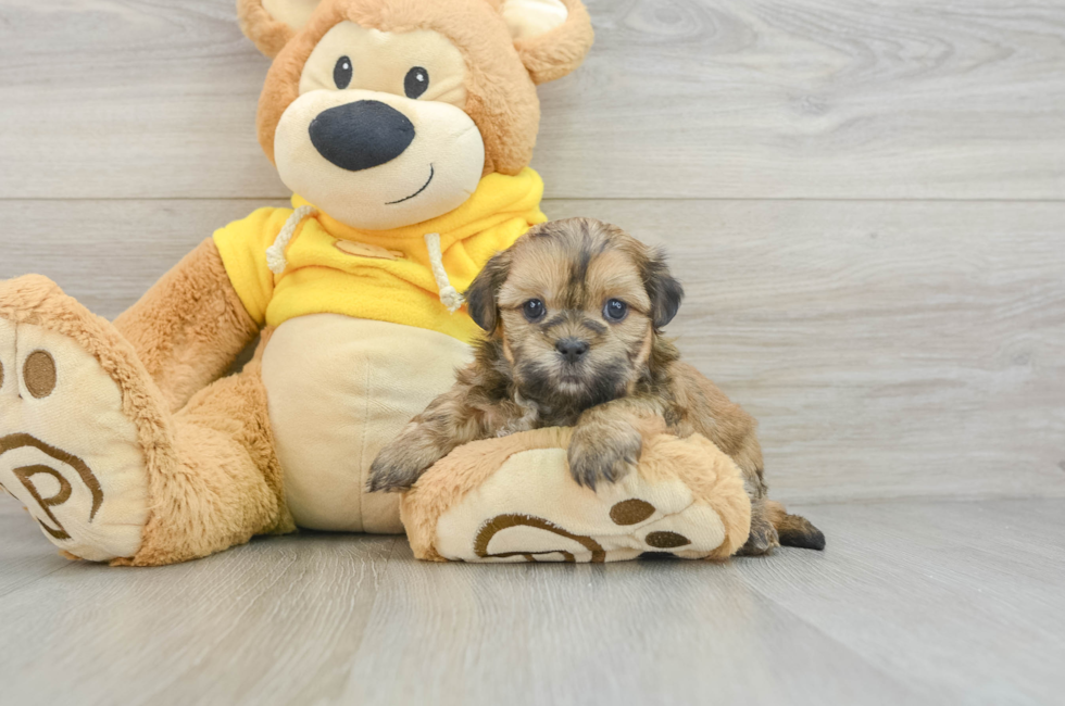 8 week old Teddy Bear Puppy For Sale - Puppy Love PR