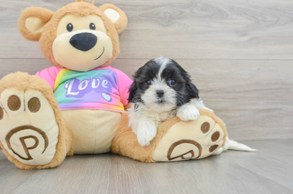 6 week old Teddy Bear Puppy For Sale - Puppy Love PR