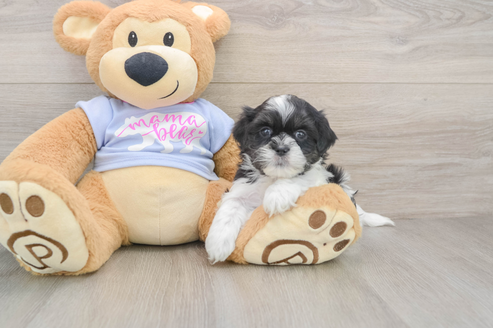 Best Teddy Bear Baby