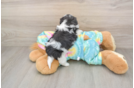 Teddy Bear Puppy for Adoption