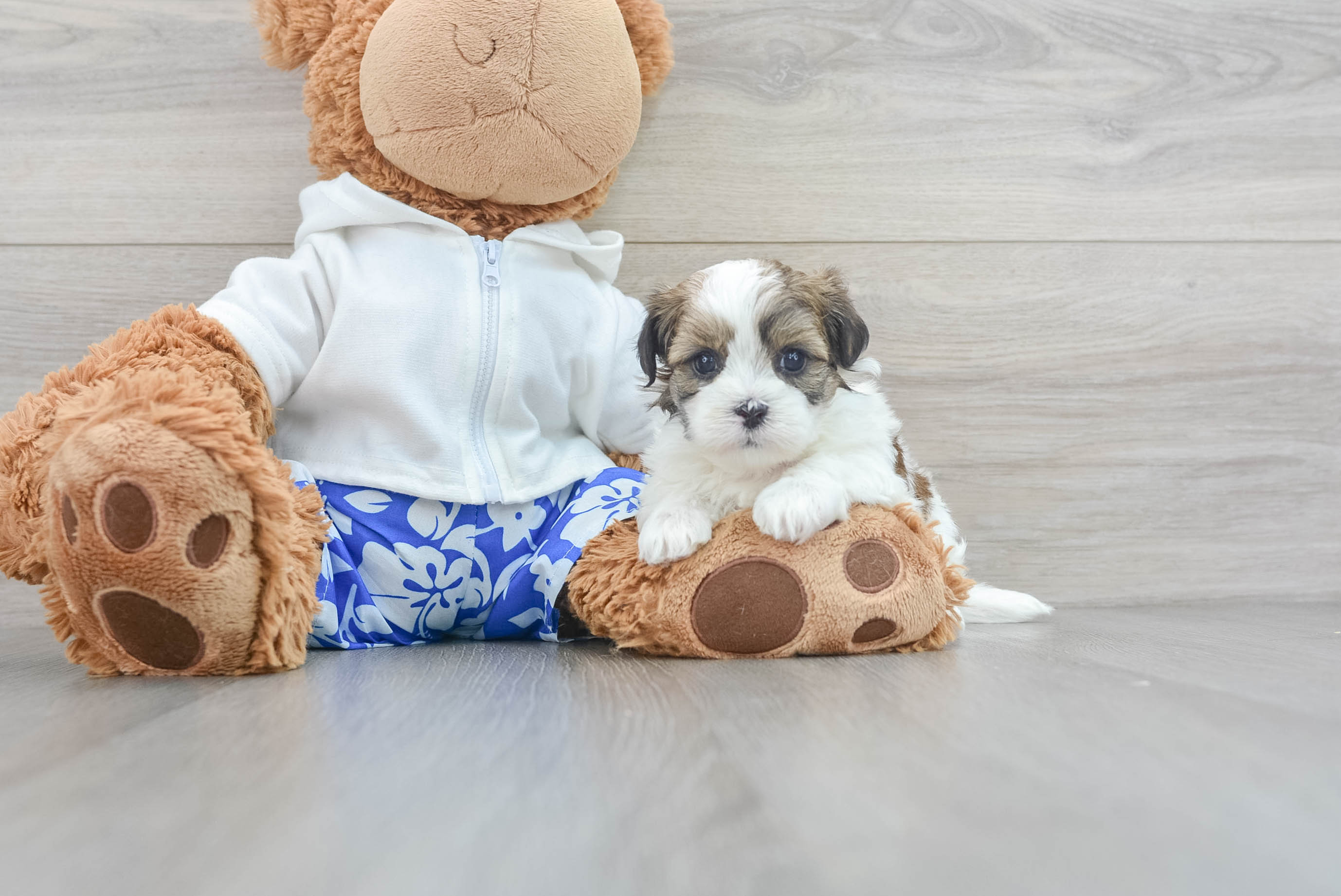 Playful Shit Designer Puppy
