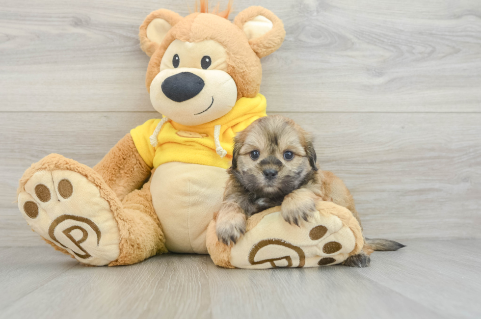 8 week old Teddy Bear Puppy For Sale - Puppy Love PR