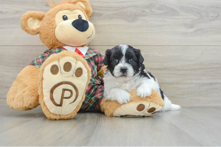 Meet Pudding - our Teddy Bear Puppy Photo 1/3 - Puppy Love PR Friendly Teddy Bear Baby