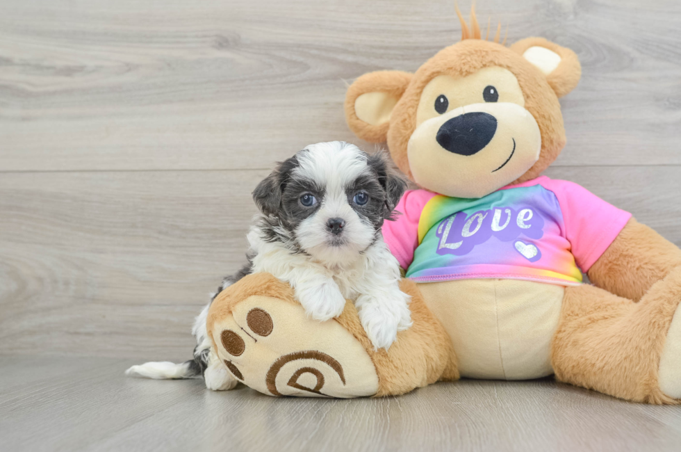 6 week old Teddy Bear Puppy For Sale - Puppy Love PR