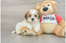 Teddy Bear Puppy for Adoption