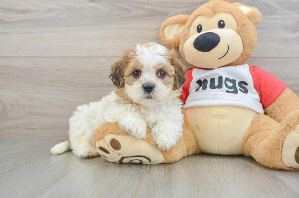 6 week old Teddy Bear Puppy For Sale - Puppy Love PR