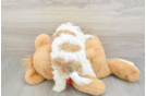 Teddy Bear Puppy for Adoption