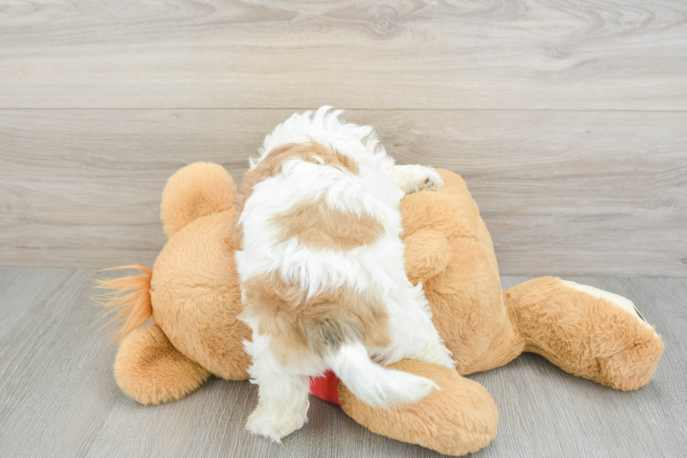 Teddy Bear Puppy for Adoption