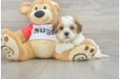 Friendly Teddy Bear Baby