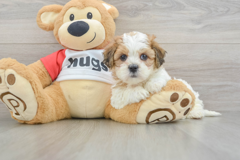 Friendly Teddy Bear Baby