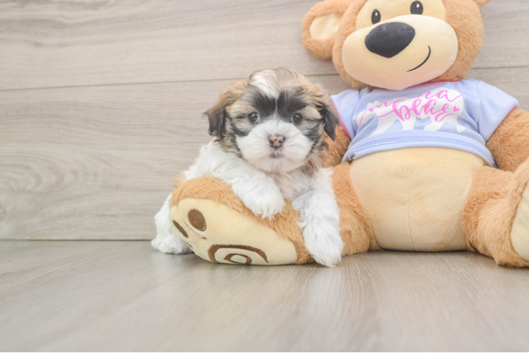 Teddy Bear Puppy for Adoption