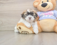 6 week old Teddy Bear Puppy For Sale - Puppy Love PR
