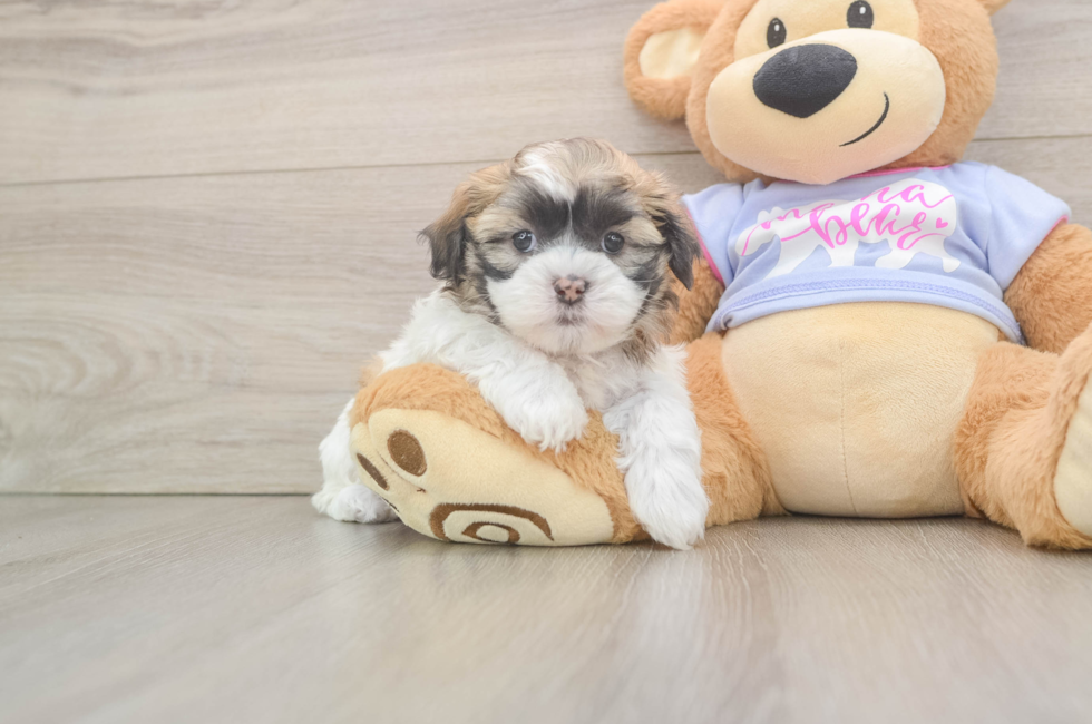 6 week old Teddy Bear Puppy For Sale - Puppy Love PR