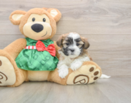 6 week old Teddy Bear Puppy For Sale - Puppy Love PR