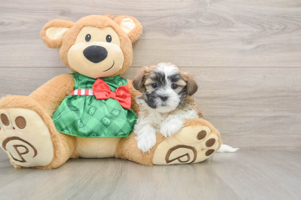 6 week old Teddy Bear Puppy For Sale - Puppy Love PR