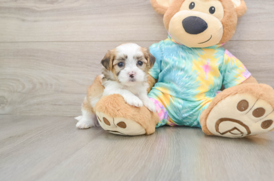 Sweet Teddy Bear Baby