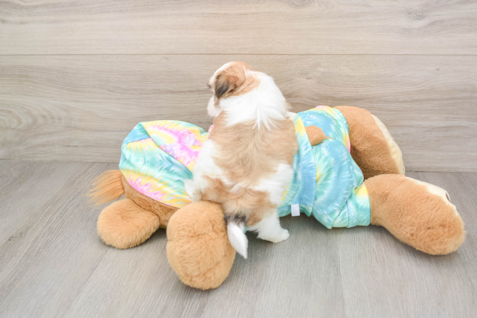 Petite Teddy Bear Designer Pup