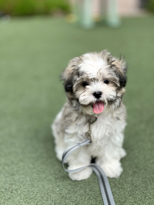 Teddy Bear Puppy For Sale - Puppy Love PR