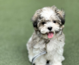 Teddy Bear Puppies For Sale Puppy Love PR
