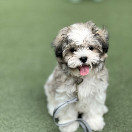 Teddy Bear Puppies For Sale - Puppy Love PR