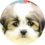 Teddy Bear Puppies For Sale - Puppy Love PR